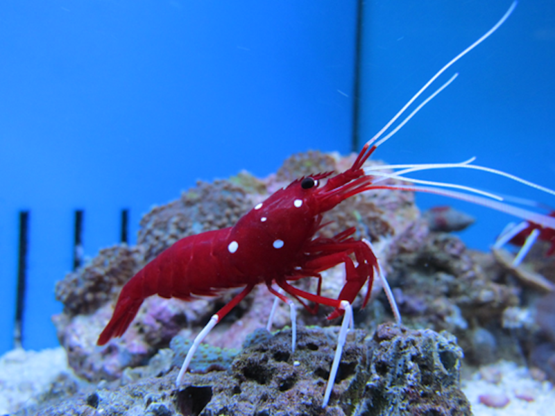 What a shrimp can teach us about nuclear fusion